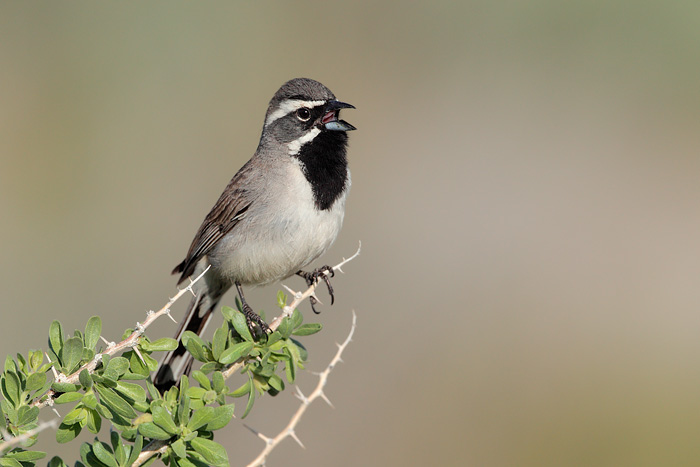 Black-throated Sparrow 7